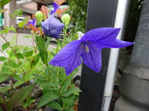 DSC00355.JPG
