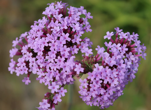 花-20200530-1.jpg