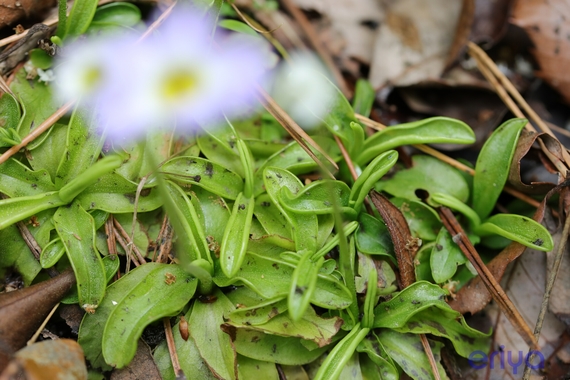 エ＿ムシトリスミレ２.JPG