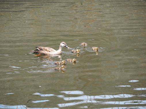 カルガモ親子.jpg