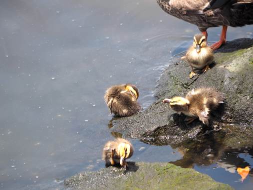 カルガモ親子12子供.jpg