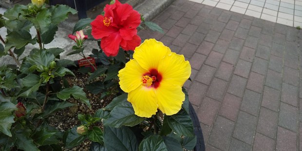 花.jpg
