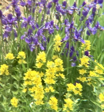 CA61ADF4-297C-48DB-A4A3-0FD13272A0D3.jpeg