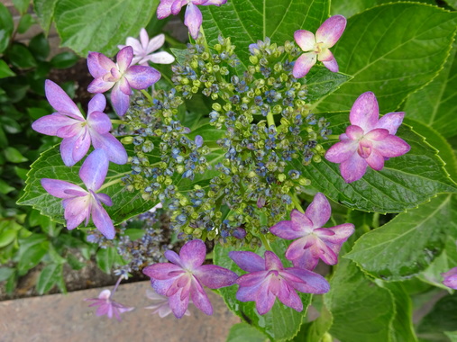 DSC00373.JPG