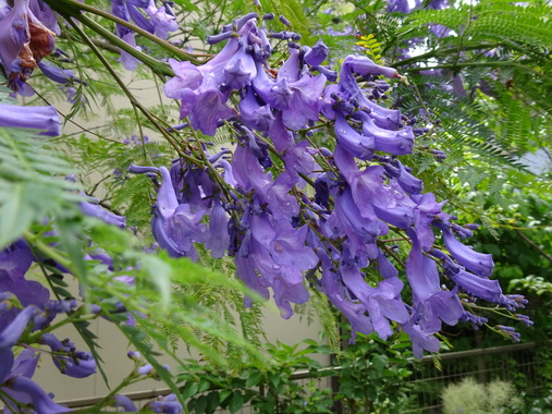 DSC00366.JPG