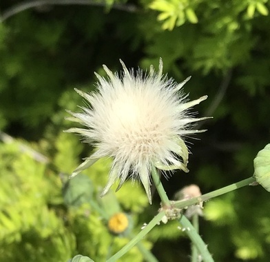 471038EB-22C0-4E94-AA8C-BEF09B1316FE.jpeg