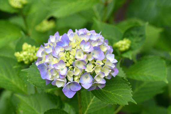 紫陽花5_.jpg
