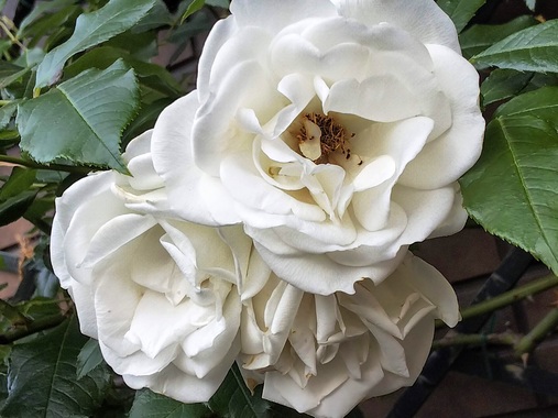 DSC_4472.JPG