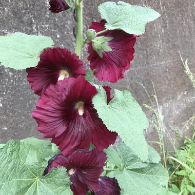 1C6C039B-8251-47E1-BBEC-32895C4EAD16.jpeg