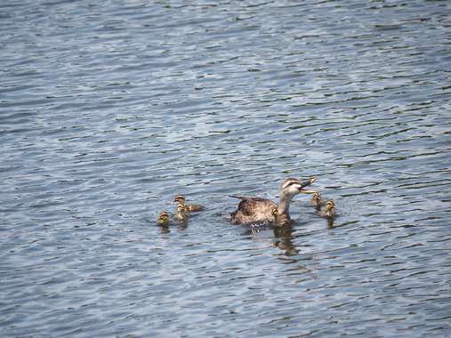 カルガモ親子5威嚇.jpg