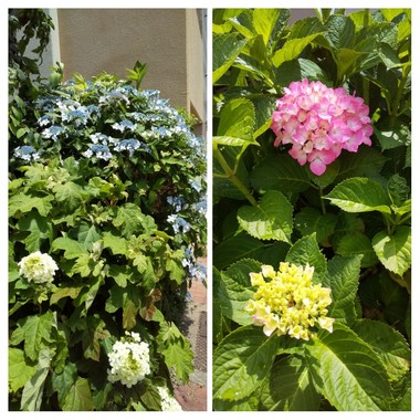 20200605_153310-COLLAGE.jpg