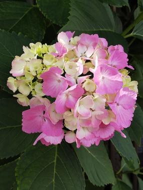 DSC_4512.JPG