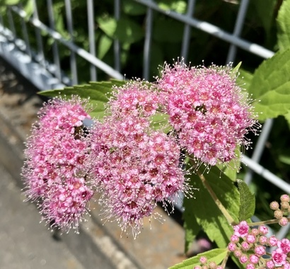 DBB396FA-B534-4175-A0DC-1F61327D3697.jpeg