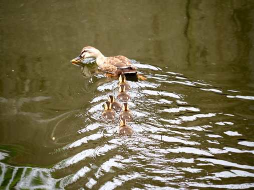 カルガモ親子3.jpg