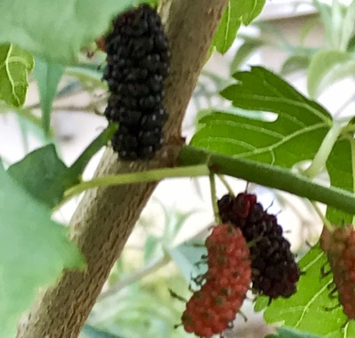 B51F1597-E05B-4B44-A99F-FF9C1E31530C.jpeg
