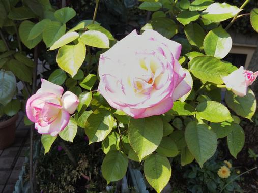 DSC_4533.JPG