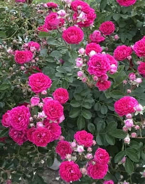 9F50412D-18BB-4DBC-A79D-50AFB351A37D.jpeg