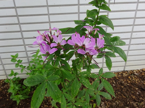 DSC00443.JPG