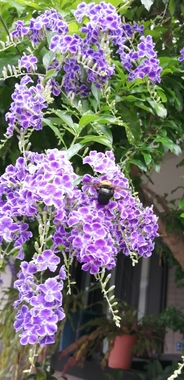 IMG_20200610_132302.jpg