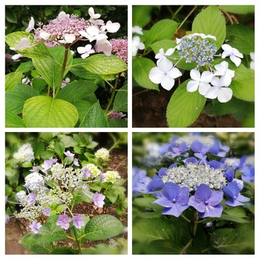 20200612_171154-COLLAGE.jpg