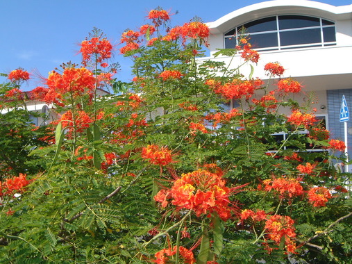 DSCF0947.JPG