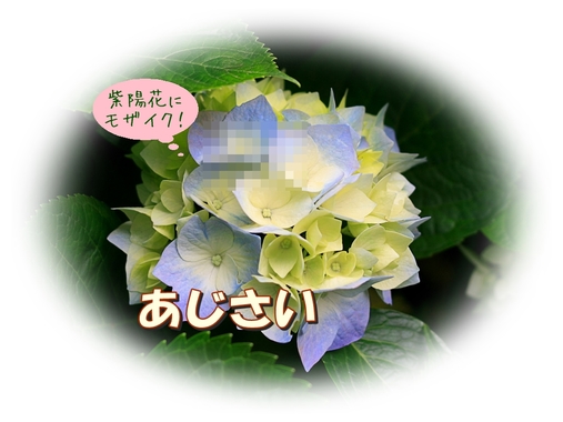 あじさい加工.jpg