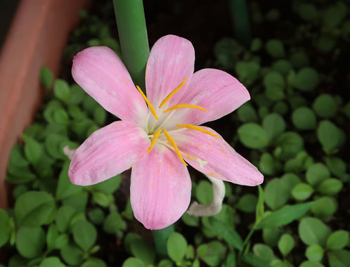 花_20200614_1.jpg