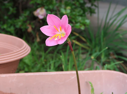 花_20200615_1.jpg
