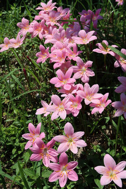 花-20200616-1.JPG