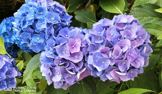 IMG_20200616_131255.jpg