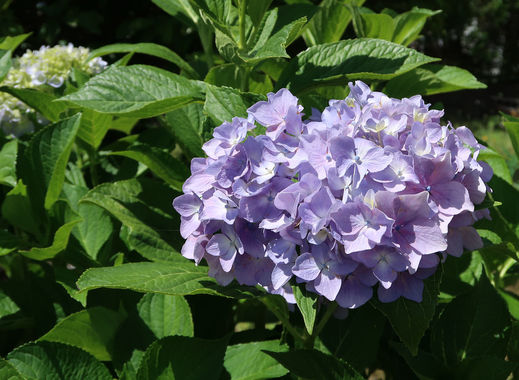 花-20200617-1.JPG