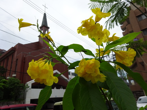DSC00511-1.JPG