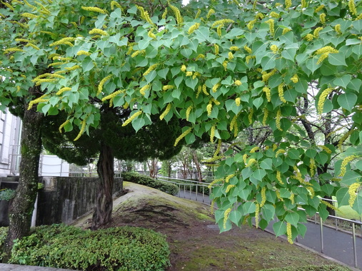 DSC00539.JPG