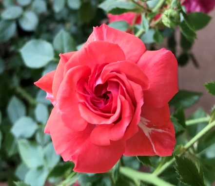 D910AB2D-8B1A-4F6F-8CEE-316EF4DBF23E.jpeg