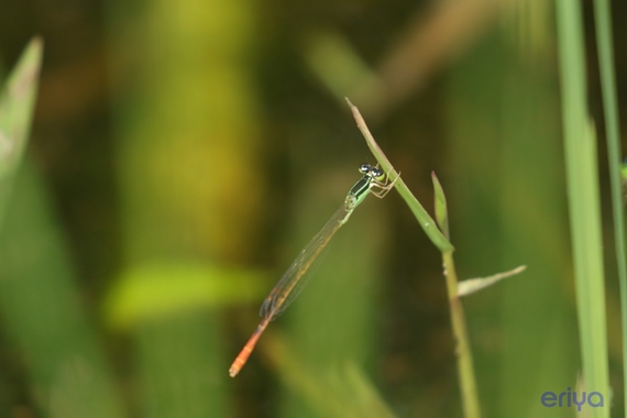 えモートンイトトンボ.JPG