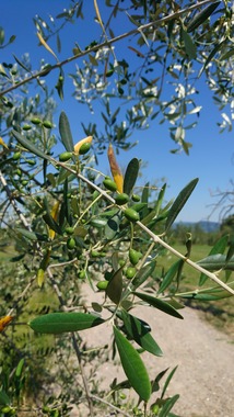 DSC_2006.JPG