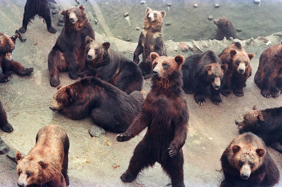 198807_登別温泉1クマ牧場.jpg