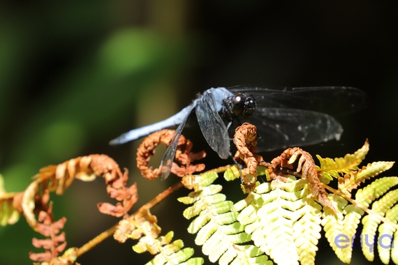 えオオシオカラトンボ.JPG