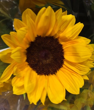 50FC3285-A044-4001-B91D-DE8A9F081DCA.jpeg