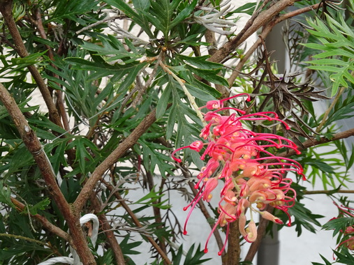 DSC00647.JPG