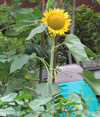 ひまわり20200629-02.jpg