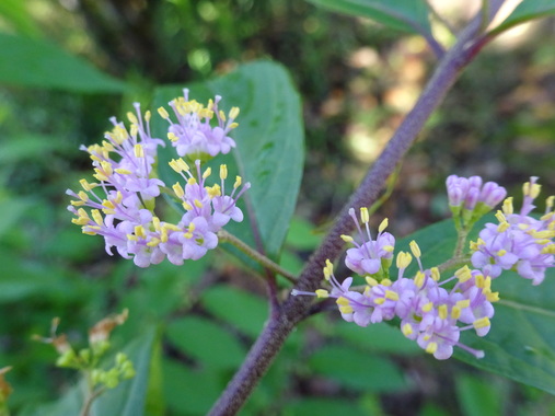 DSC00600.JPG