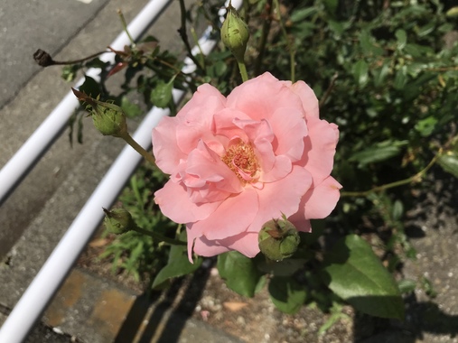 2875D9DF-F17A-4F86-A6D5-D8C37139E14C.jpeg