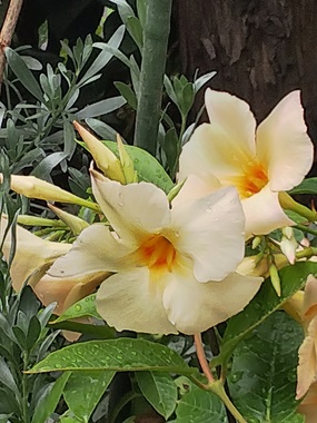 DSC_4704.JPG