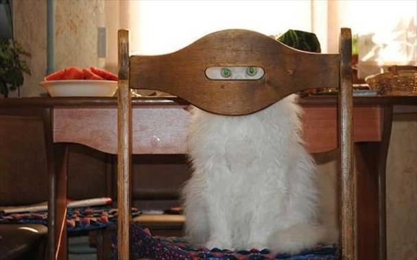 Peeping-cat-on-chair.jpg