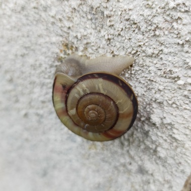 カタツムリ20200704-01.jpg
