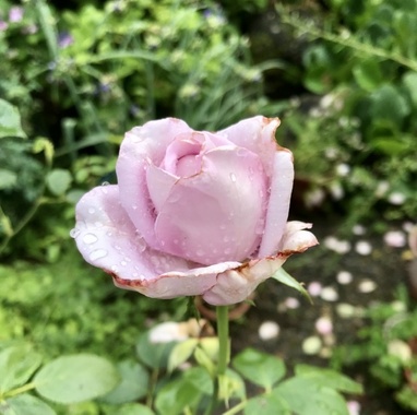 B18368EF-C847-45D7-84E4-6629FA805424.jpeg