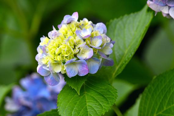 紫陽花_.jpg