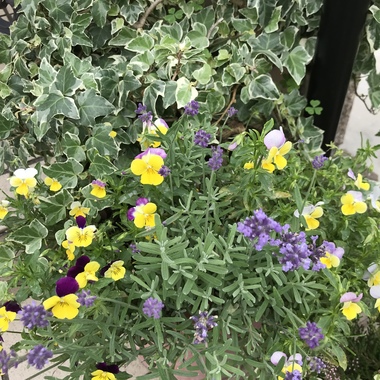 AAF2B2CC-F058-41B0-8AE4-39D4D360C78A.jpeg