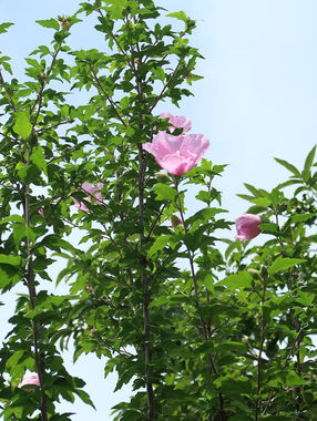 花-20200712-1.JPG